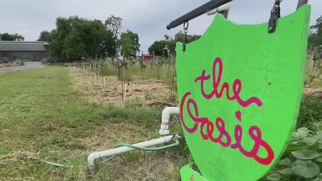 A wooden sign that reads The Oasis hangs in front of a winery 