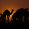 Camels used to smuggle hundreds of bottles of booze, police say