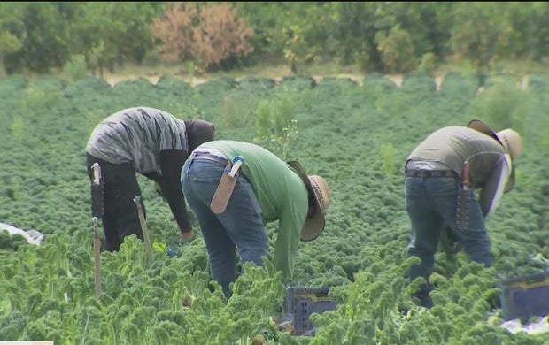 farmworkers.jpg 