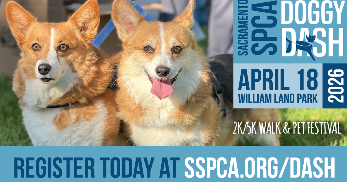 Sacramento SPCA Doggy Dash 2026