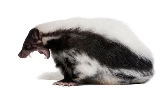 Striped Skunk, Mephitis Mephitis, 5 years old, sitting 
