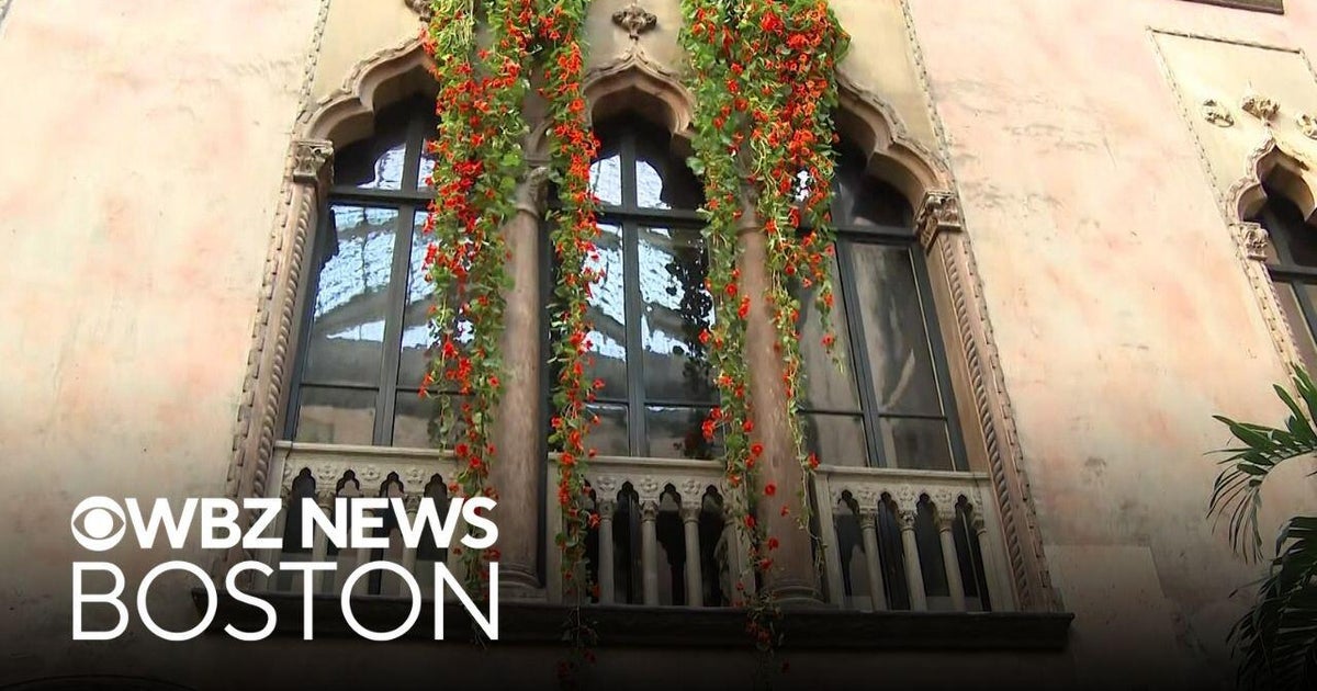 Hanging nasturtium vines make brief annual appearance at Isabella Stewart...