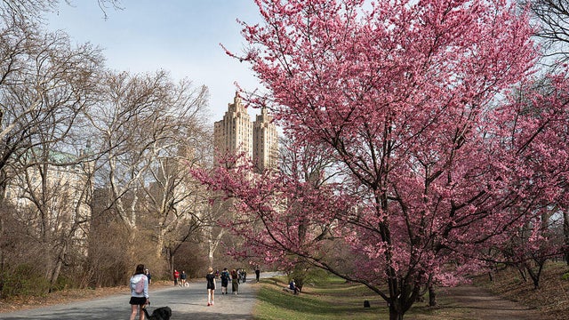 Cherry Blossoms In Bloom In Manhattan 