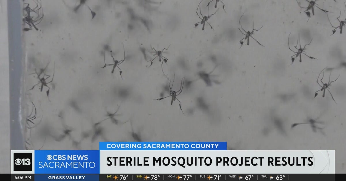 How has sterile mosquito project fared in Sacramentos South Natomas?