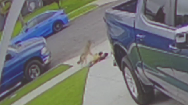 Coyote in Yellowstone National Park 