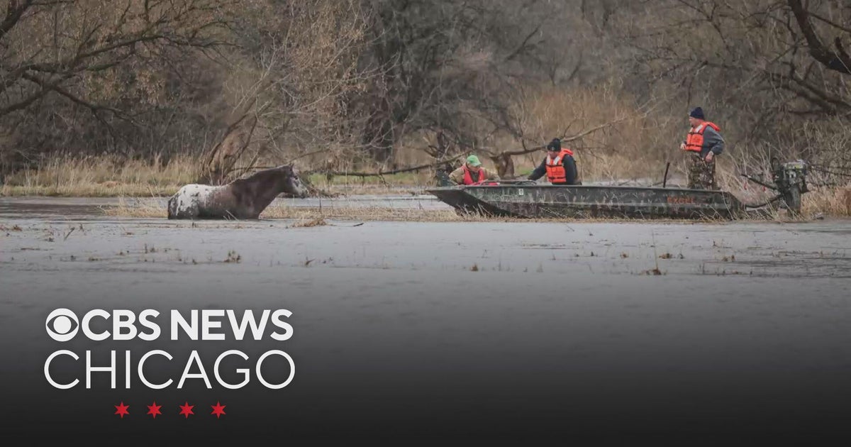 Horse rescued from flooded creek near Marengo, Illinois