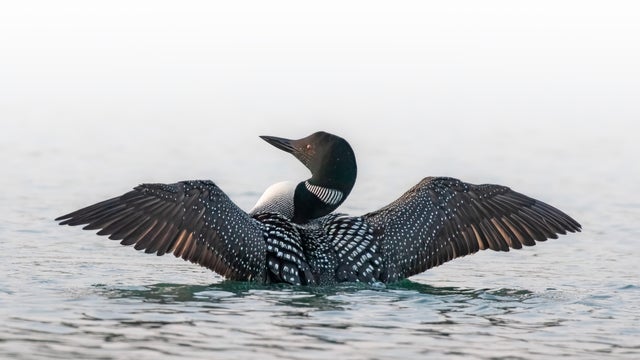 Common Loon 