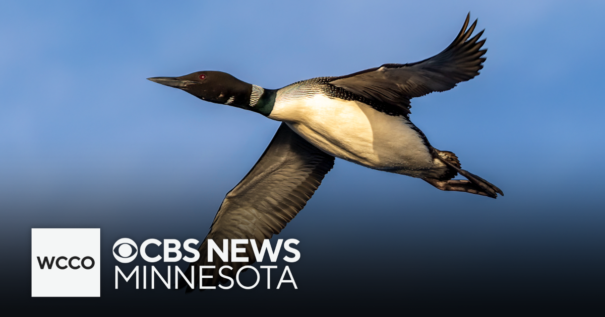 Ice creating problems from migrating loons - CBS Minnesota