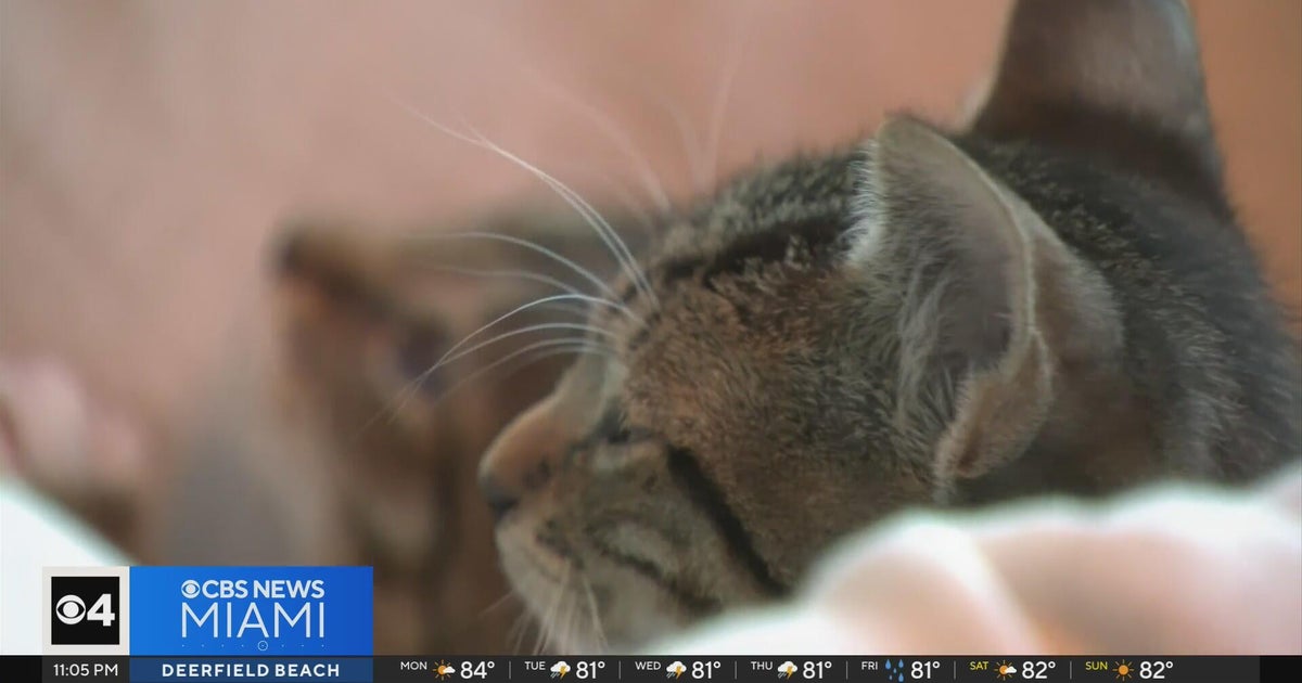 Woman caught on camera dumping kittens in Wilton Manors Park