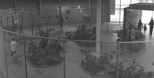 Maryland Zoo Giraffe Exhibit 