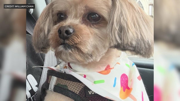 Rocky, a 7-year-old Shih Tzu-Yorkshire Terrier mix