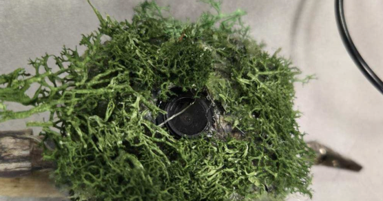 LA County authorities issue warning after hidden camera found in front yard of home