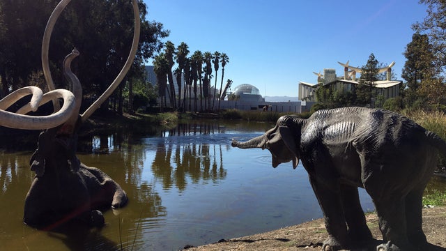 academy museum motion pictures hollywood cinema film geffen theater 