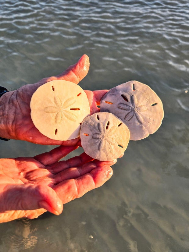 sand-dollars.jpg