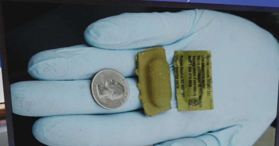 Planes rabies baits across North Georgia to protect wildlife - CBS Atlanta
