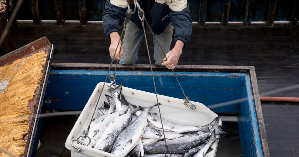 California's commercial salmon fishing to open for first time since 2022 as population rebounds