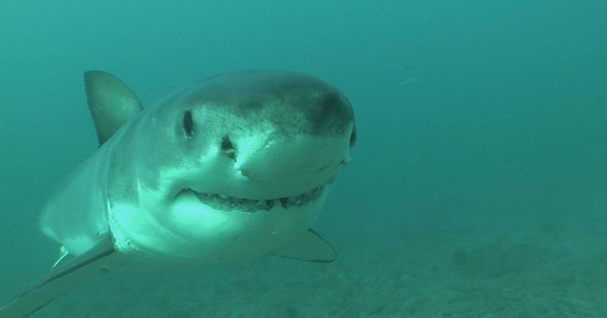 From tourist hotspot to marine mystery: where are the great white sharks?