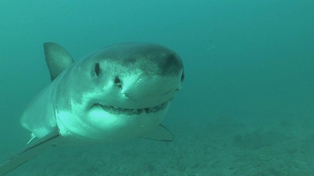 Great white shark 