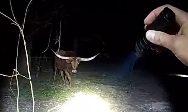 msp-steer-photo.jpg 
