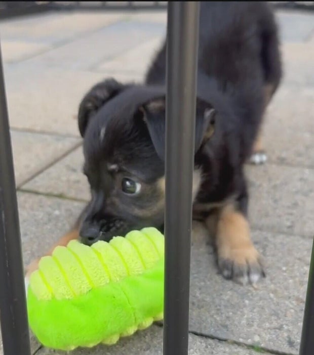magnolia-the-puppy.jpg 