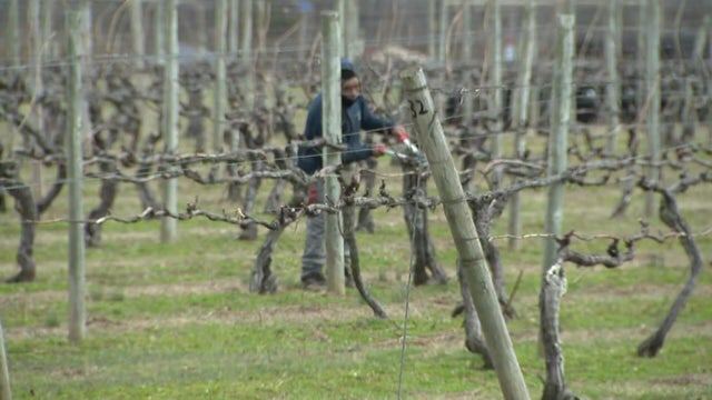 Farm worker on Long Island farm 