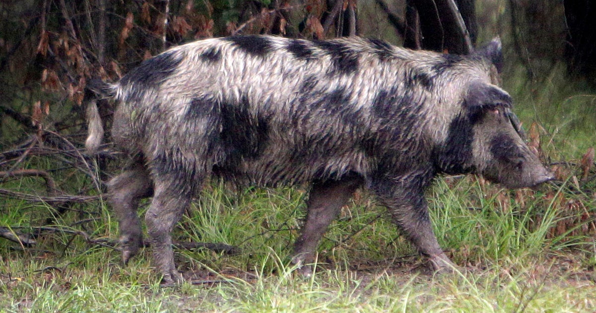 How feral hogs spread across North Texas and became a growing threat