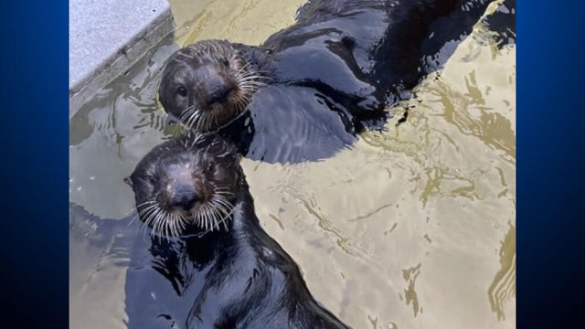suri-willow-sea-otters-041526.jpg 