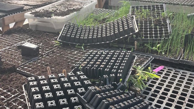 Ipswich greenhouse vandalism 