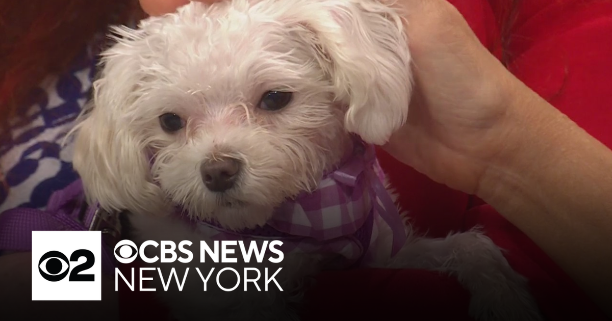 Furry Friend Finder: Meet Sophie the Maltese