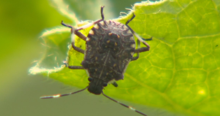 Pests, insects, and bugs are coming early than usual, experts say - CBS ...
