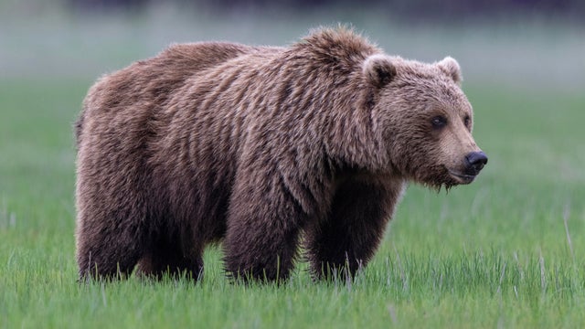 Grizzly bear in Alaska 