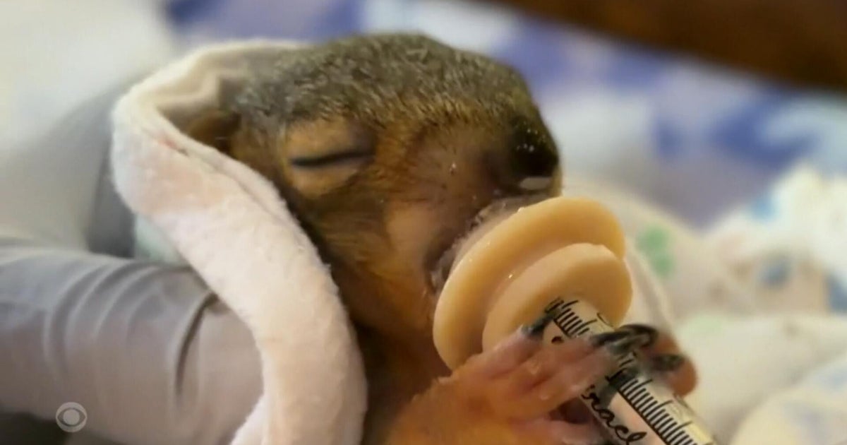 A day with a baby squirrel foster mom
