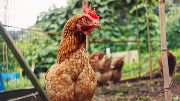 Closeup of the face and neck of a free-range hen 