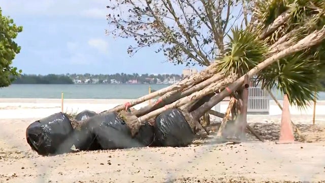 cbsmiami-miami-tree-removal-1.jpg 
