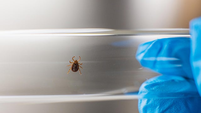 Tick ​​in test tube. Insect research. Laboratory 