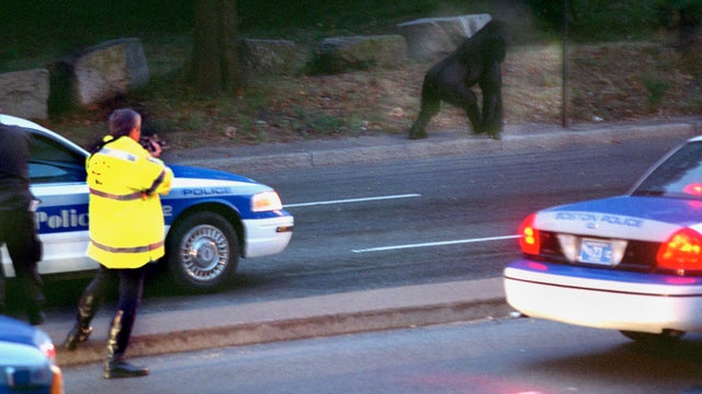 Little Joe Escapes From The Franklin Park Zoo 