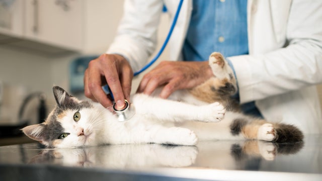 Veterinarian examines the pet 