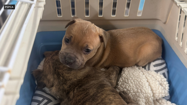 Puppies found abandoned in Philadelphia on April 18, 2016 