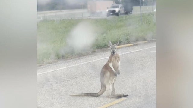 cbstexas-kangaroo-video-1.jpg 
