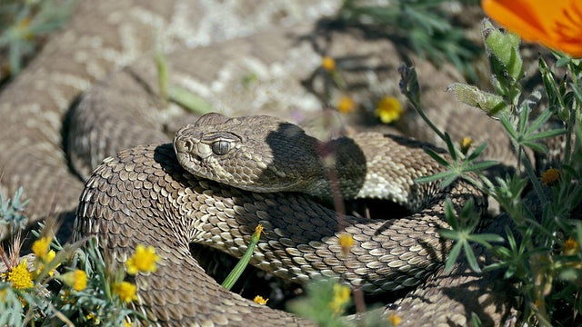 Mojave Rattlesnake poses danger to Lancaster California Poppy fields visitors 