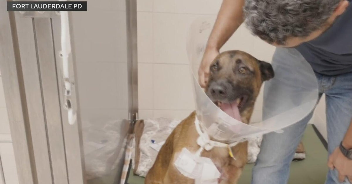 Fort Lauderdale police K-9 continues recovery after getting shot