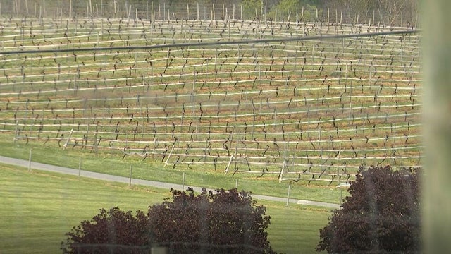vineyards.jpg 
