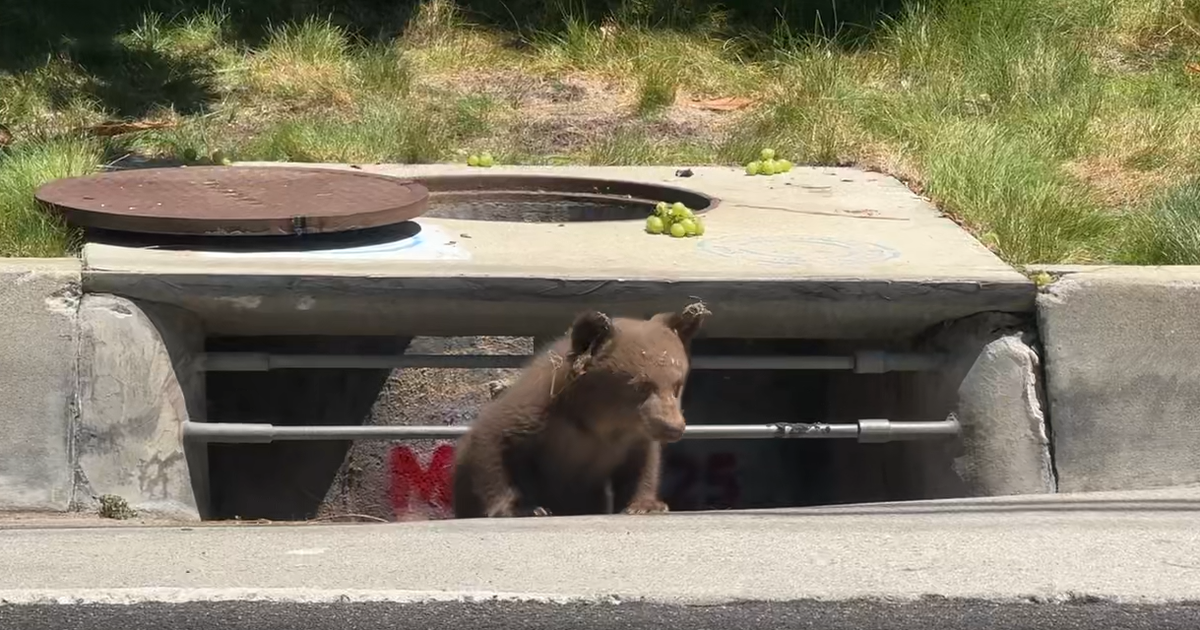 Video shows bear cub trapped inside a Southern California storm drain, another stuck in tree