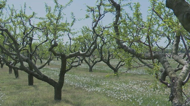 Lingering drought threatens top New Jersey crops, raising fears of higher prices and shortages 