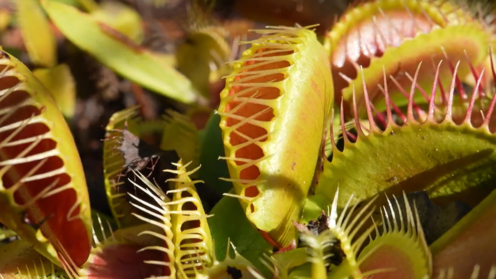 Saving the Venus fly trap - CBS News