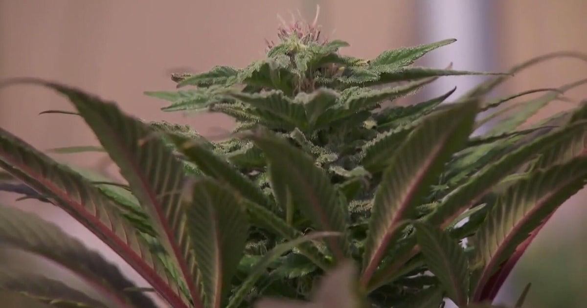 Colorado business owners say marijuana reclassification could create new opportunities