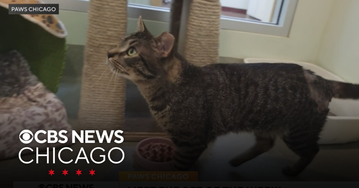 PAWS Pet of the Week: Charles - CBS Chicago