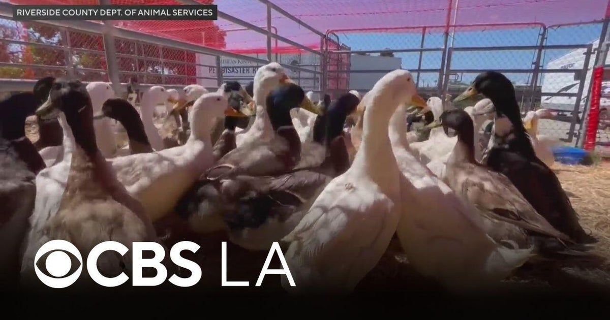 Hundreds of ducks rescued from Riverside County property face new ...