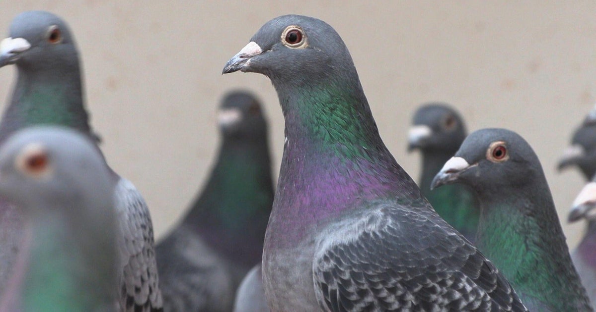 The international criminal networks stealing pricey pigeons