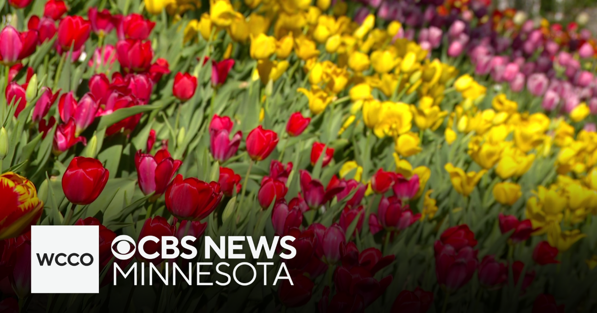 Minneapolis' "tulip house" returns under new ownership